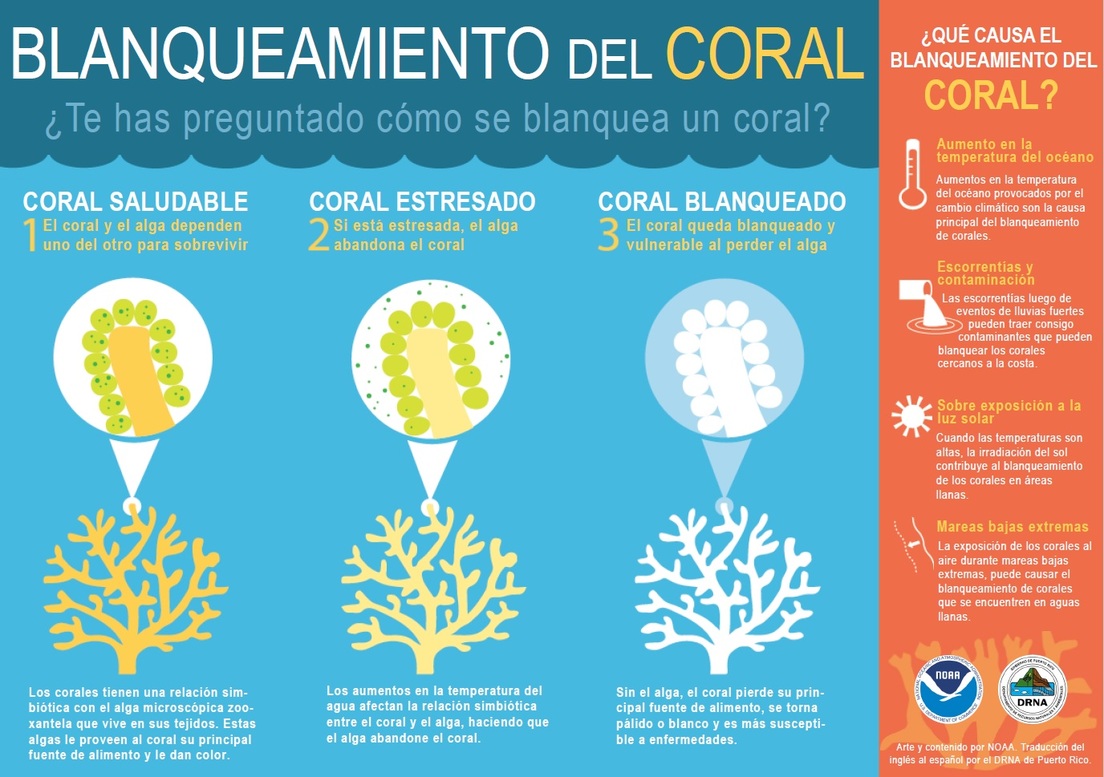 Declaran alerta máxima en los Cayos de Florida por el blanqueamiento de los corales