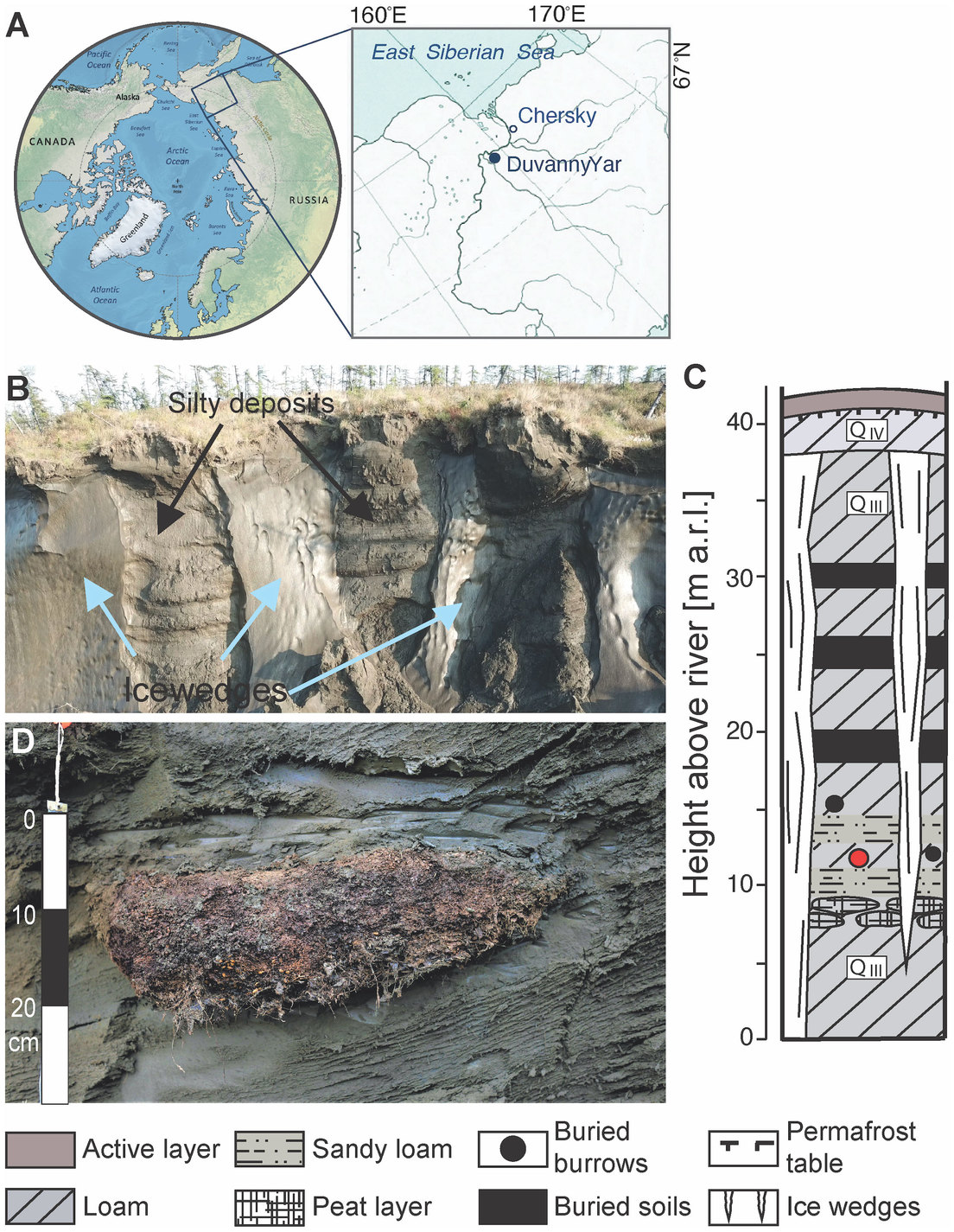 Organismo 'resucitado' en el permafrost siberiano después de 46.000 años