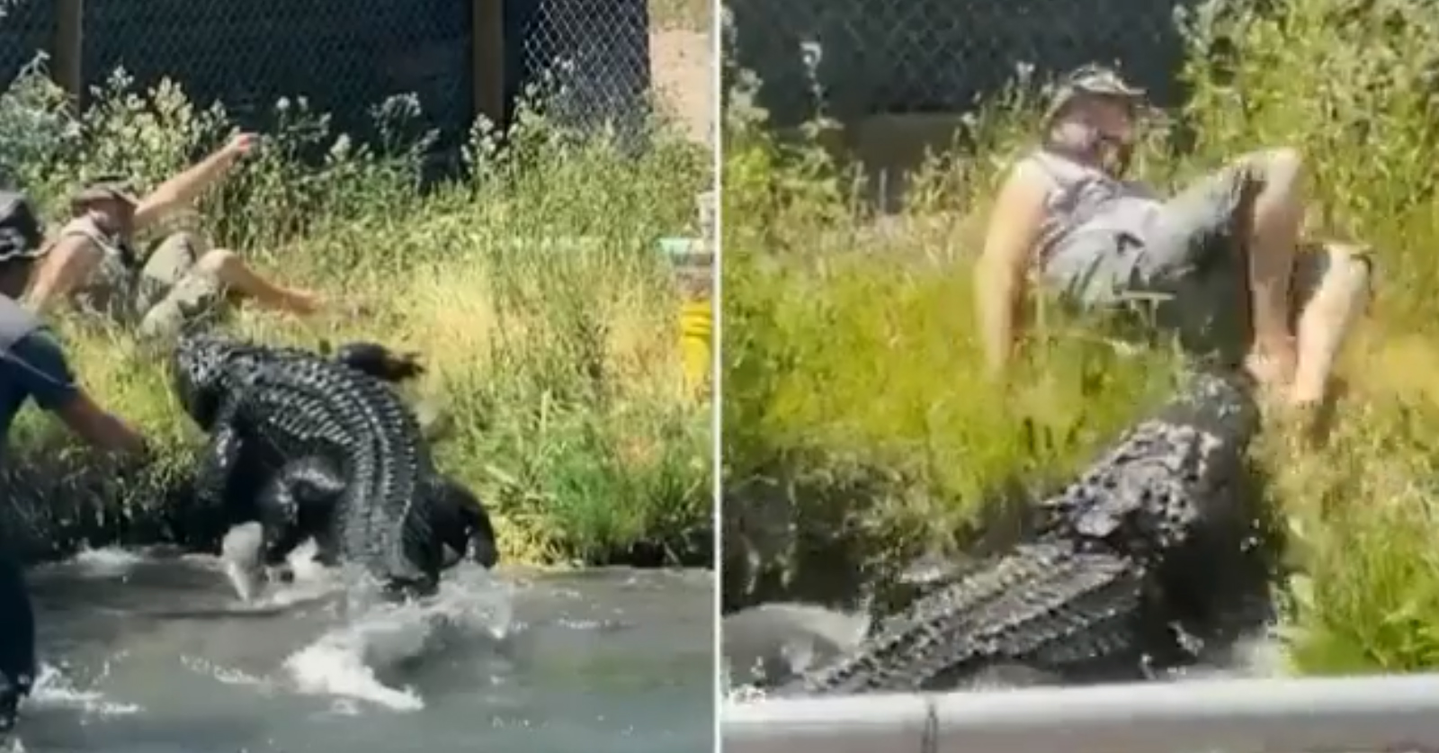 Un hombre se salva por poco de ser 'almorzado' por un enorme caimán (VIDEO)