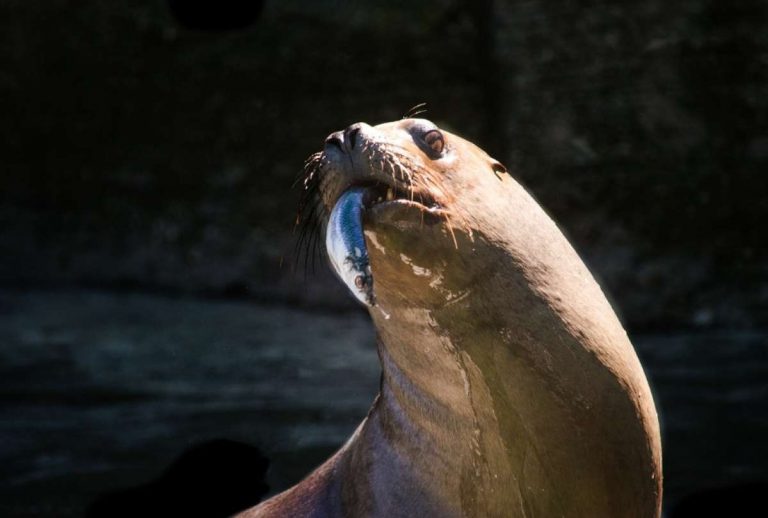VIDEO: Un enfurecido lobo marino espanta a turistas, deseoso de lanzarse contra otro macho