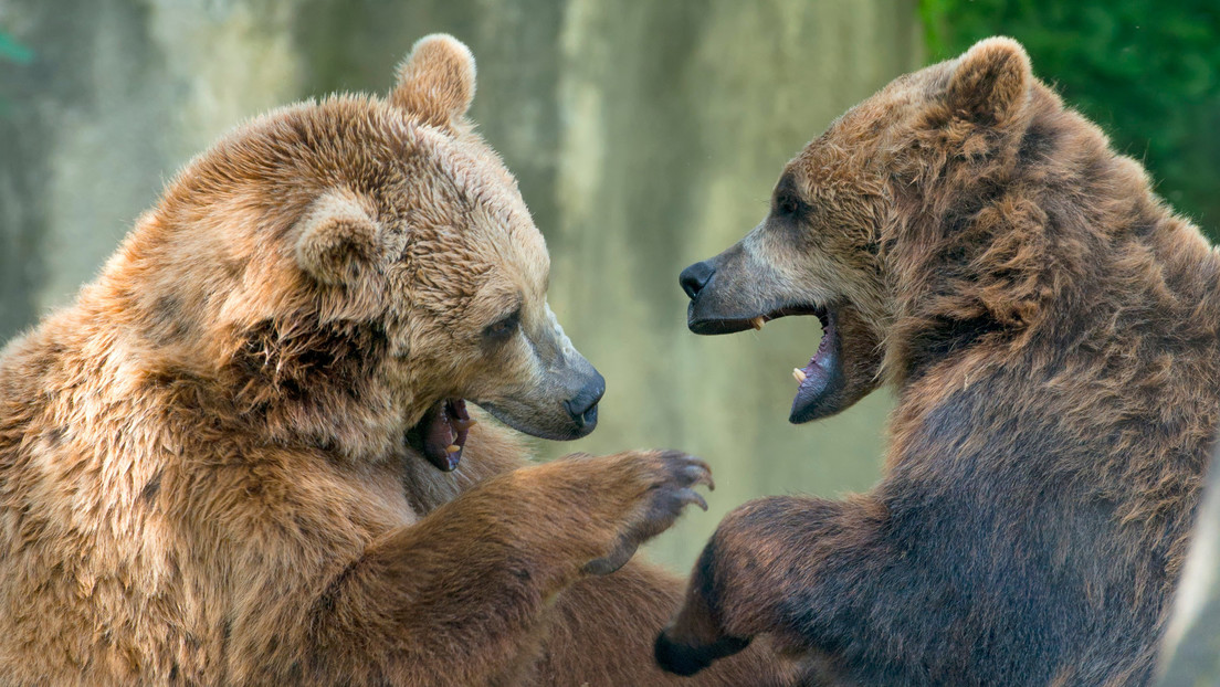 VIDEO: Una pelea de osos 'al estilo UFC' sorprende al dueño de una casa en Florida