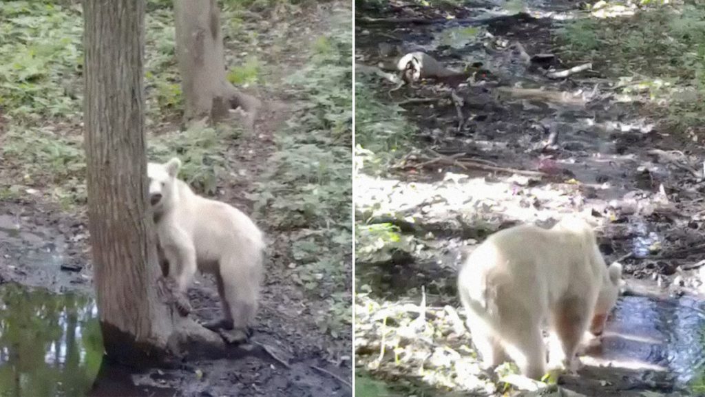 Cámara trampa capta una rara cría de oso pardo albino (VIDEO)