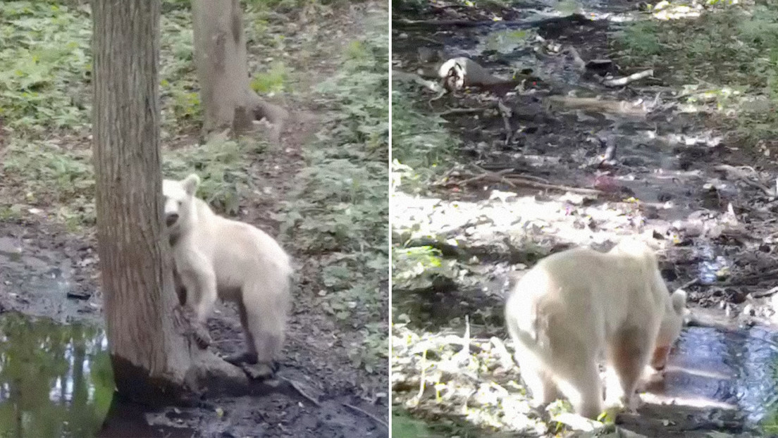 Cámara trampa capta una rara cría de oso pardo albino (VIDEO)