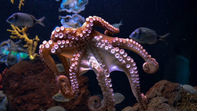 Científicos develan la clave de la impresionante inteligencia del pulpo