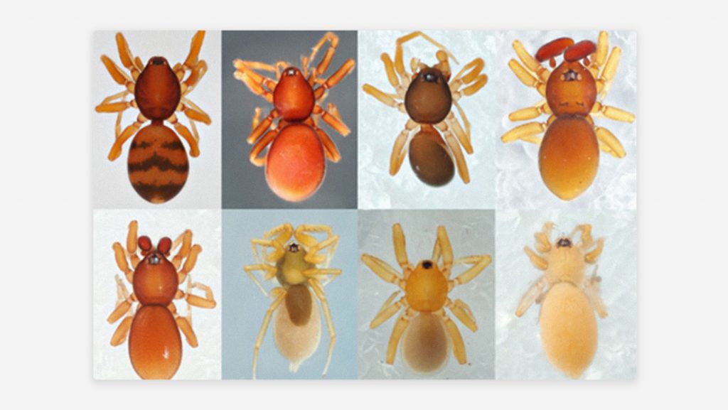 Descubren una nueva especie de 'araña duende' con seis ojos