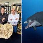 Descubren una nueva especie de ballena extinta que vivió hace 41 millones de años