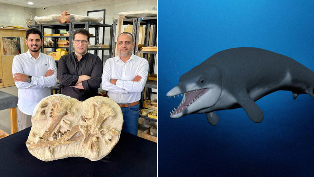 Descubren una nueva especie de ballena extinta que vivió hace 41 millones de años