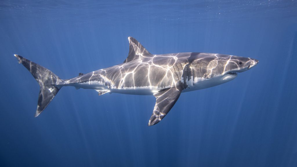Dos tiburones blancos machos nadan más de 6.000 kilómetros juntos y los científicos no saben por qué