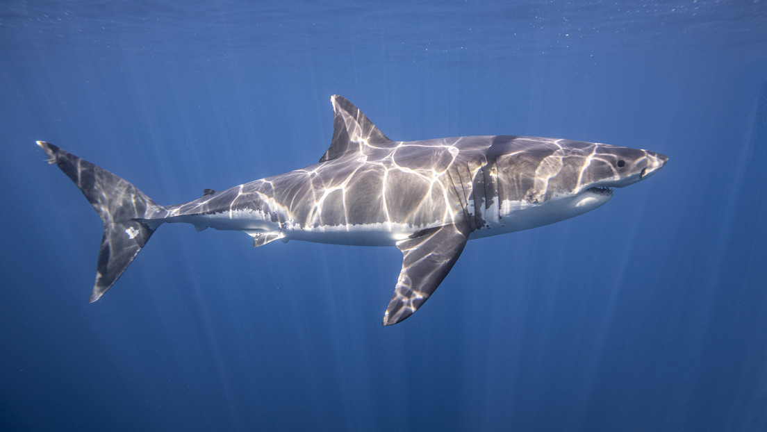 Dos tiburones blancos machos nadan más de 6.000 kilómetros juntos y los científicos no saben por qué