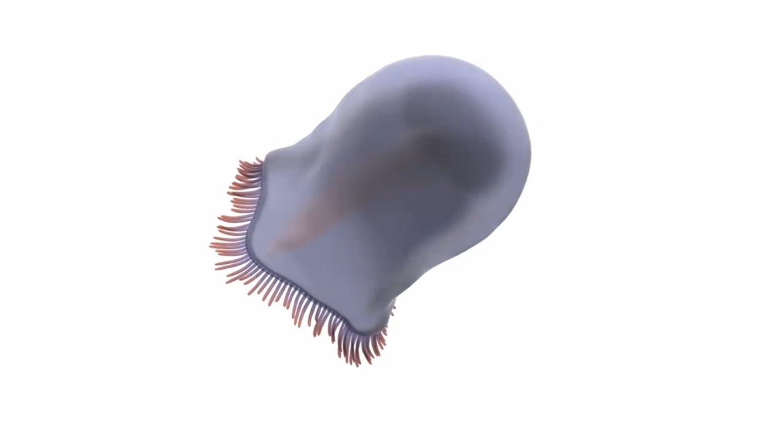 Hallan fósiles de las primeras medusas nadadoras de hace 500 millones de años