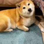 Muere el Shiba Inu del popular meme de un perro musculoso junto a otro pequeño