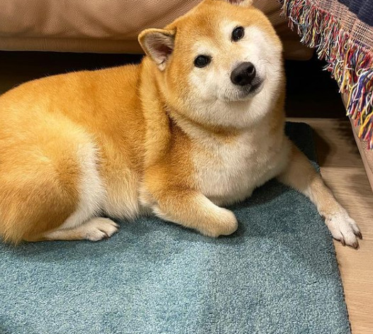 Muere el Shiba Inu del popular meme de un perro musculoso junto a otro pequeño