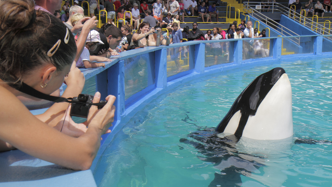 Muere la orca Lolita tras más de cinco décadas de cautiverio en un acuario estadounidense