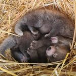 Nacen en el Reino Unido gemelos de pandas rojos en peligro de extinción