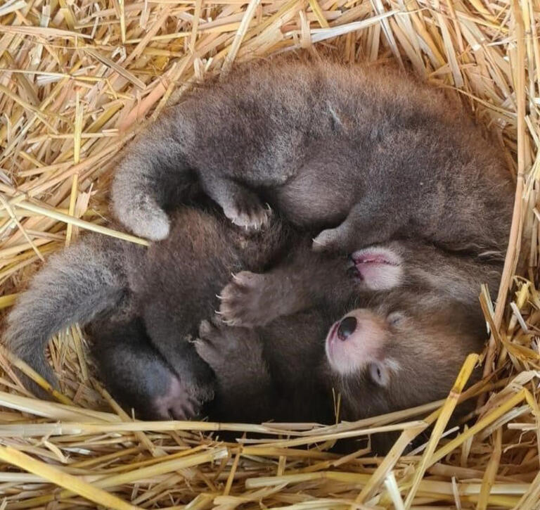 Nacen en el Reino Unido gemelos de pandas rojos en peligro de extinción