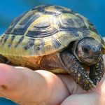 No besen a las tortugas pequeñas, advierten autoridades sanitarias de EE.UU.