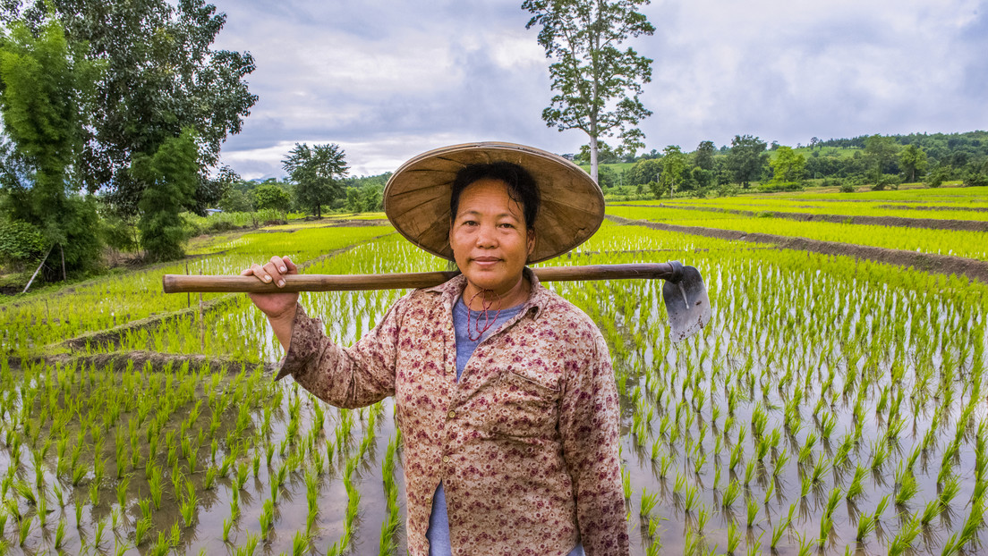 Tailandia planea reducir los cultivos de arroz por la sequía y pone en riesgo el suministro mundial