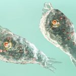 Taiwán registra la primera muerte por una ameba comecerebros en 12 años y monitorea a más de 600 personas
