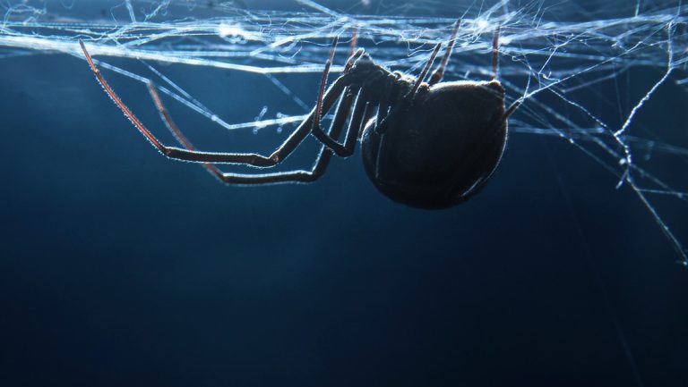 Un niño se deja picar por una viuda negra para convertirse en el Hombre Araña en Bolivia