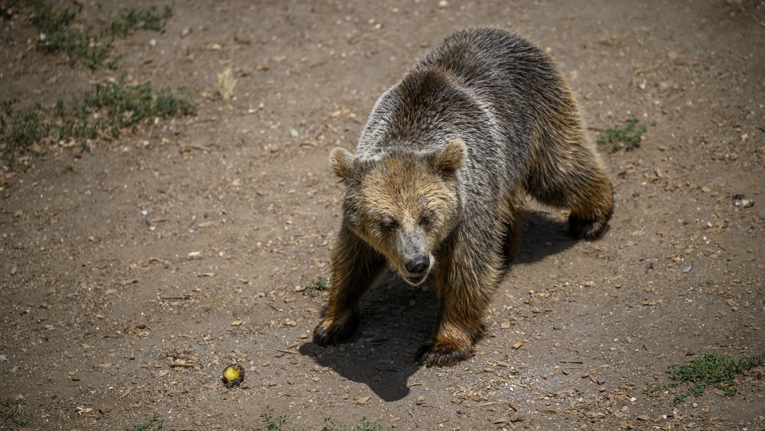 Un oso se escapa de un avión en el aeropuerto de Dubái (VIDEO)