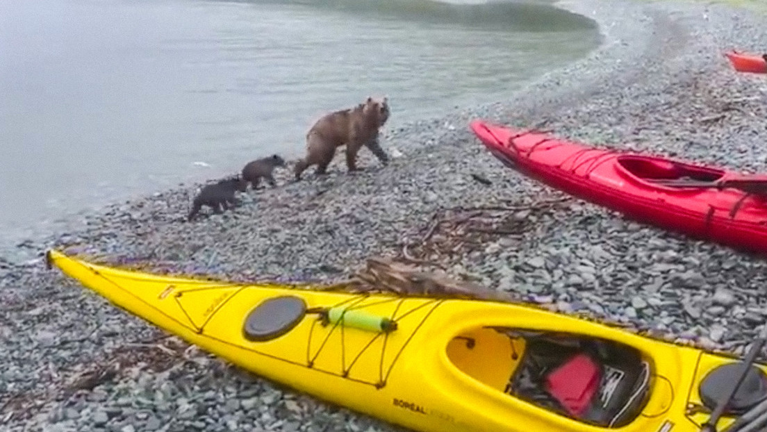 Una 'pandilla' de osos 'se adueña' de unos kayaks en Lejano Oriente de Rusia