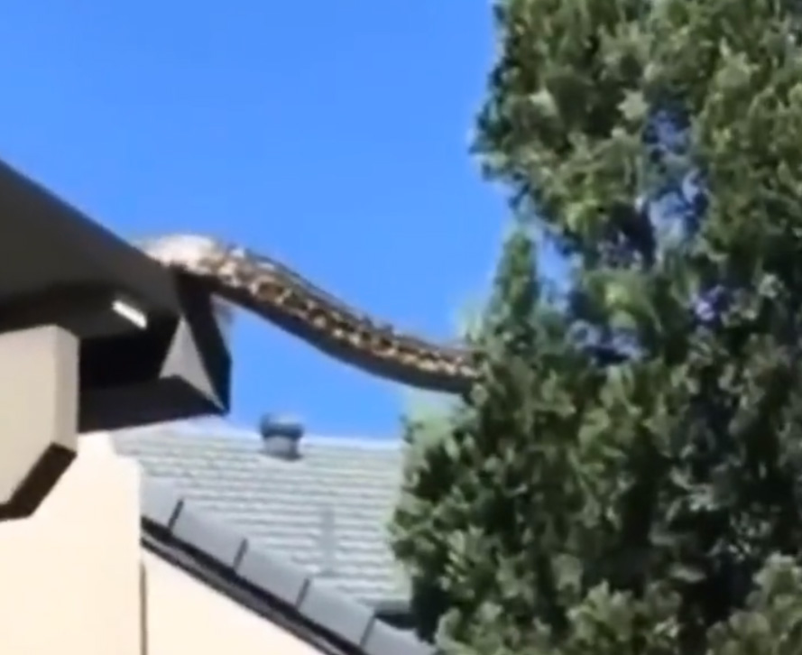 VIDEO: Una pitón gigante baja del techo de una casa