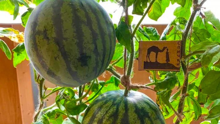 VIDEO: Científicos rusos logran cultivar sandías en la Antártida