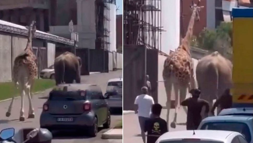 VIDEO: Elefante y jirafa se escapan de estudio de cine en Italia