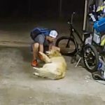 VIDEO: Entra en una casa a robar una bicicleta y entabla amistad con el perro 'guardián'