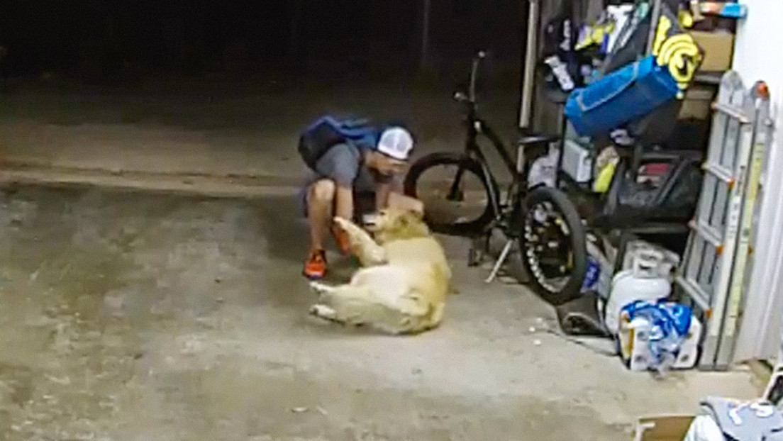 VIDEO: Entra en una casa a robar una bicicleta y entabla amistad con el perro 'guardián'