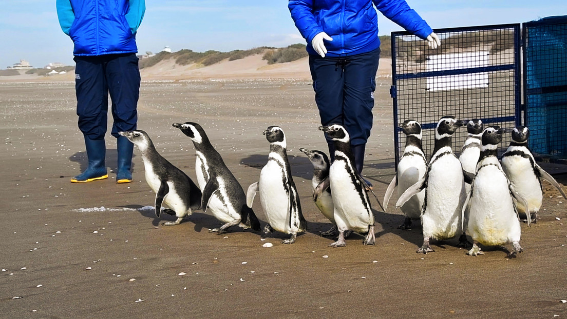 VIDEO: Pingüinos rescatados del plástico y el petróleo regresan al mar en Argentina