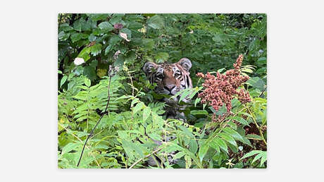 VIDEO: Un tigre saluda a unos viajeros en medio de inundaciones en el Lejano Oriente ruso