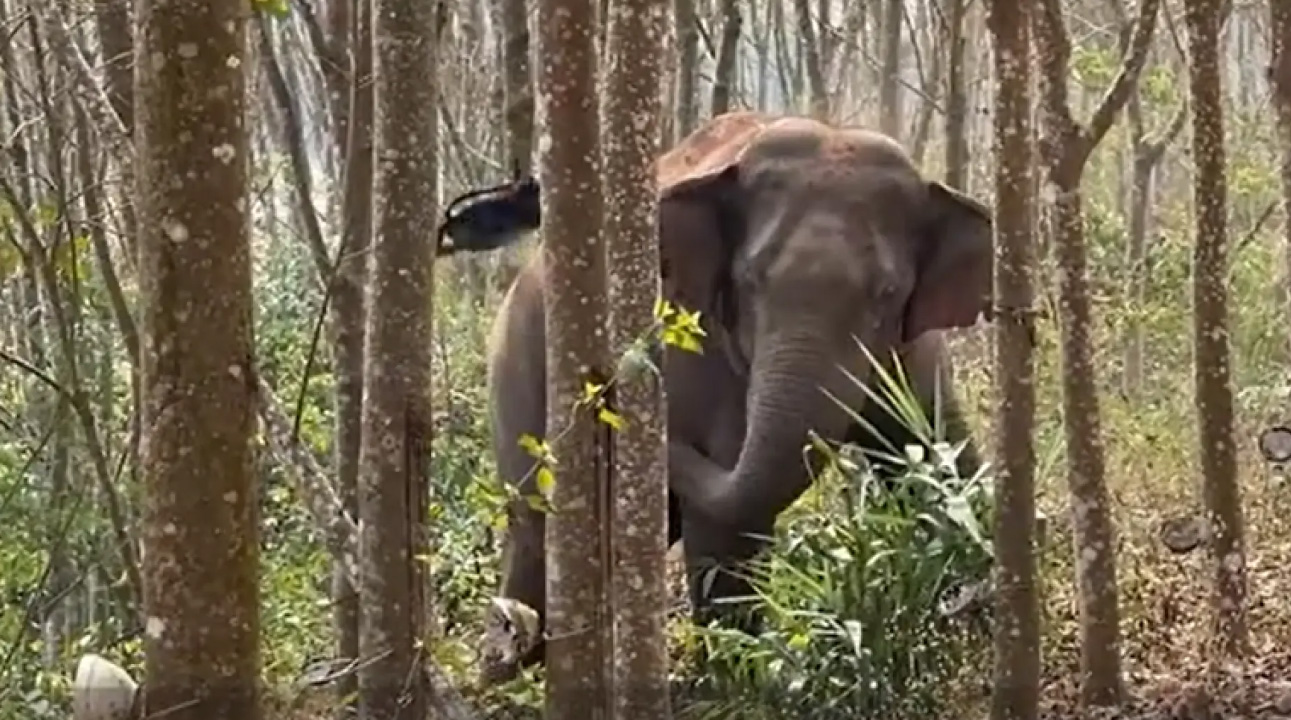 Elefante encuentra más de 2 kilos de opio y alerta a la Policía china (VIDEO)