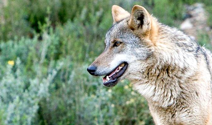 Confirman que el lobo se ha extinguido en el sur de España