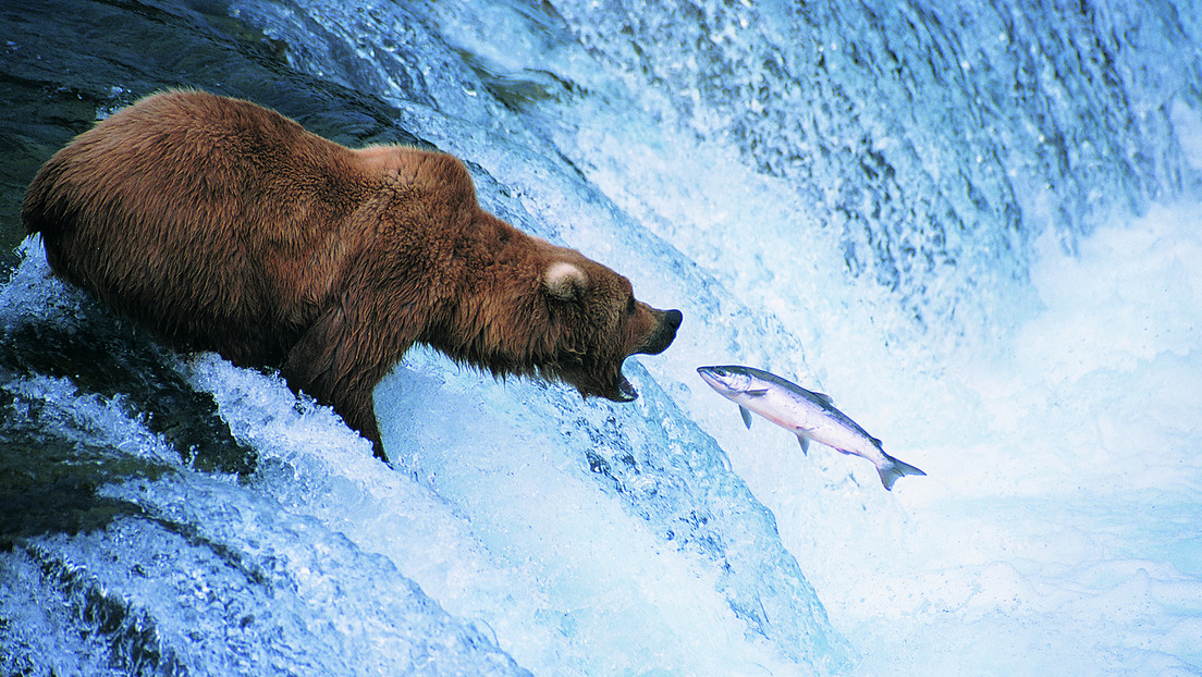 Cachorros de oso pardo en Japón mueren de hambre en medio de la escasez de salmón