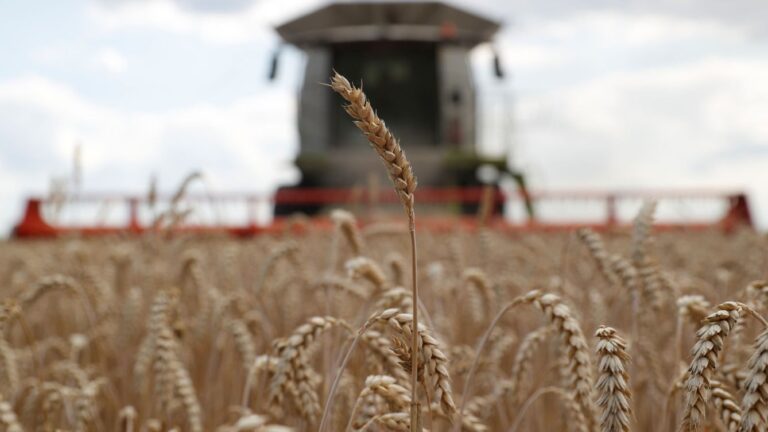 Cómo la disputa agrícola agrieta las relaciones ucraniano-polacas