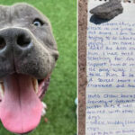 Conmovedora nota revela el motivo por el que alguien abandonó a su cachorro y así responde el refugio