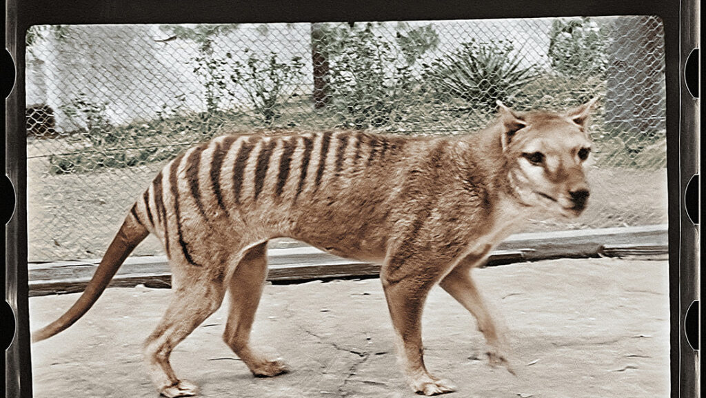 Decodifican por primera vez el ARN de una especie animal extinta