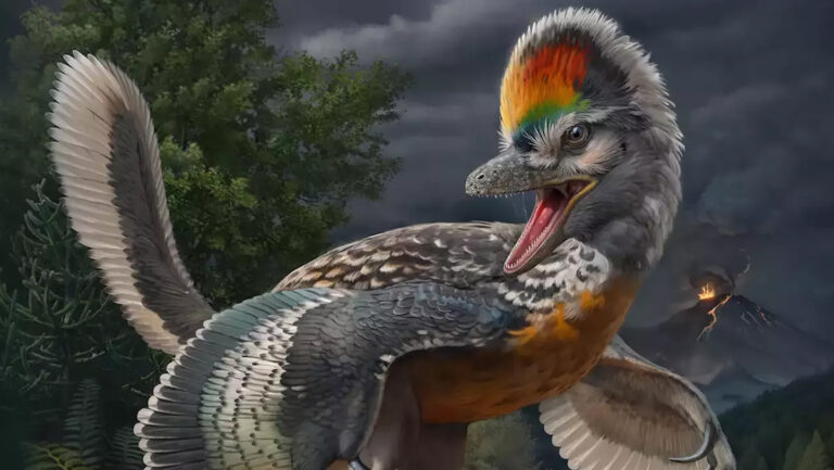 Descubren un eslabón desconocido de la evolución de las aves