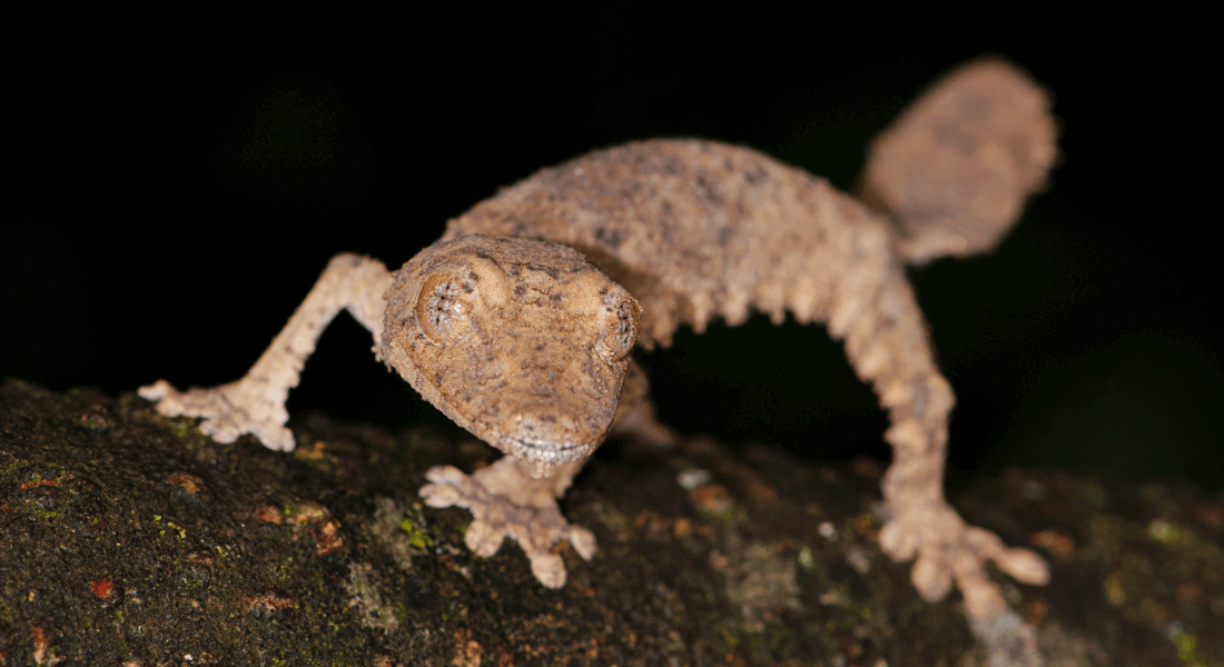 Descubren una nueva especie de reptil casi invisible en Madagascar