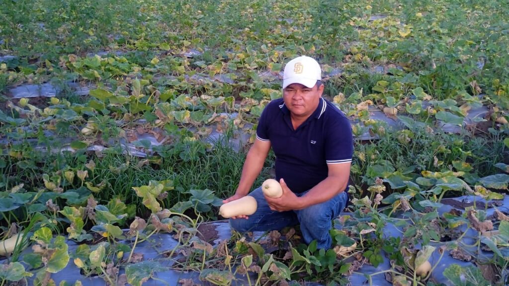 La pasión de un agricultor nicaragüense que impulsó el ayote de mantequilla en Walmart
