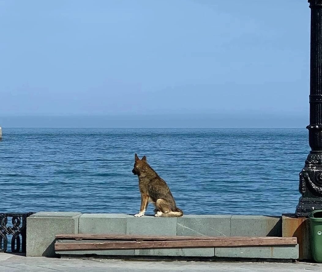 Muere el 'Hachiko' de Crimea, un perro que por años esperó el regreso de su amo a orillas del mar Negro