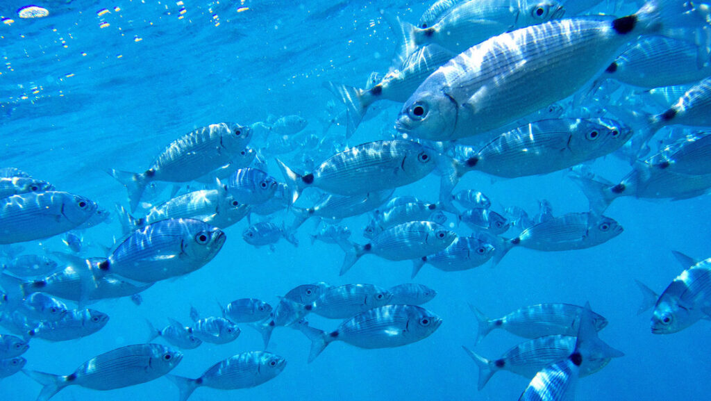 Pequeños peces muerden a la gente en las playas de España