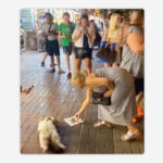 Una gata recibe dinero por descansar en la calle en Turquía (VIDEO)