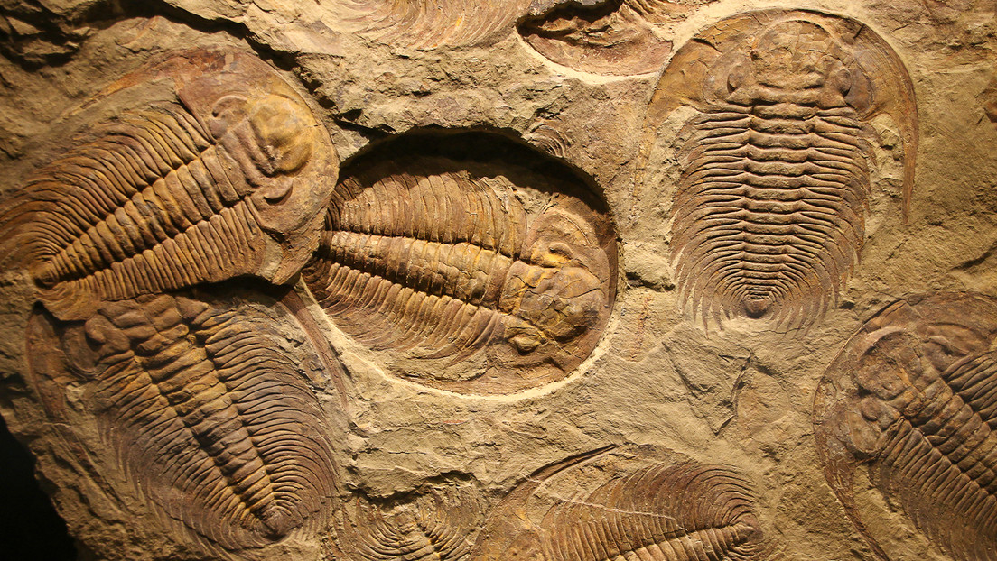 'Viaje al estómago de un trilobite': descubren la dieta de estos clásicos habitantes de los océanos prehistóricos