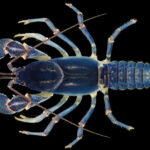 Descubren accidentalmente una nueva especie de cangrejo azul en EE.UU.