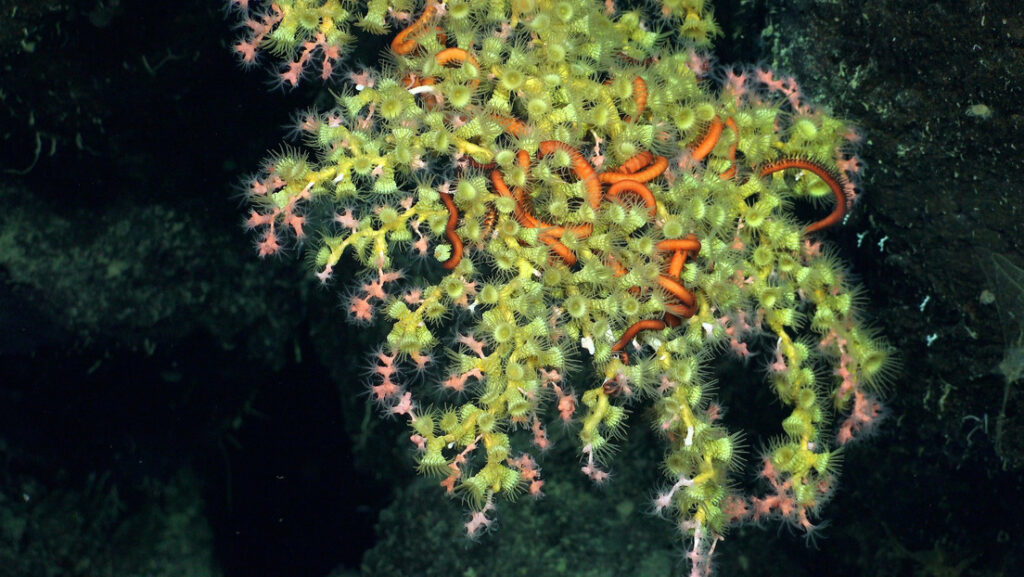 Descubren dos nuevos arrecifes de coral prístinos en las profundidades de las Galápagos