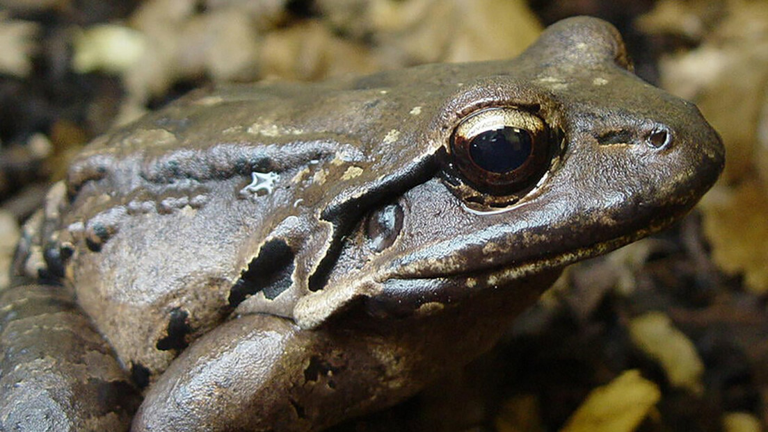 Esta es la extinción más rápida jamás registrada