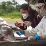 Hallan más delfines rosados muertos a lo largo del río Amazonas en Brasil