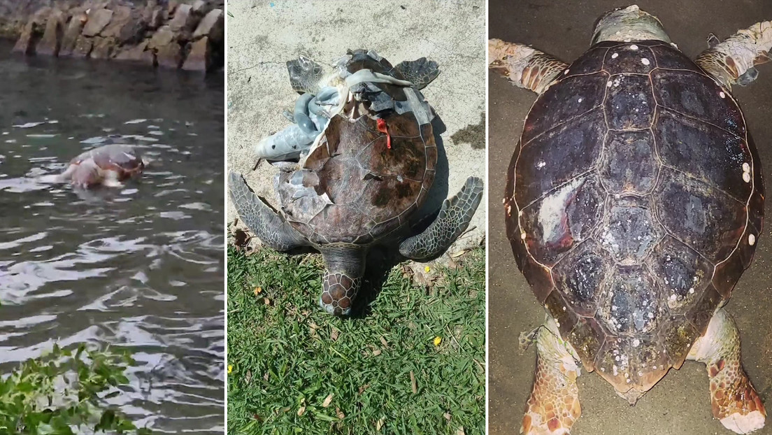 Mutiladas y con el caparazón roto: qué hay detrás del daño a las tortugas marinas en Río de Janeiro